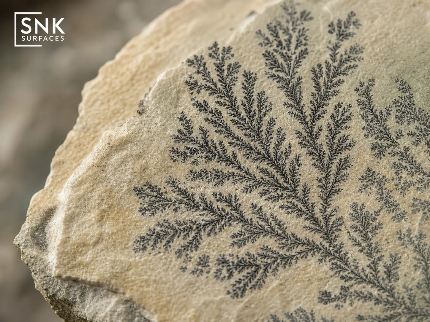 Close-up of natural manganese dendrite fossil markings on a fossil mint sandstone paving slab